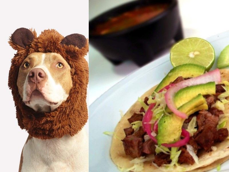 ¿Cómo saber si estás comiendo taquitos de perro? Checa esta información