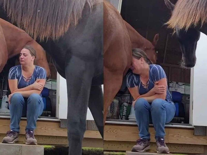 Caballo enternece en redes al consolar a su entrenadora