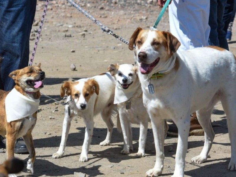 Así puedes evitar la diabetes y el hígado graso en tus perros
