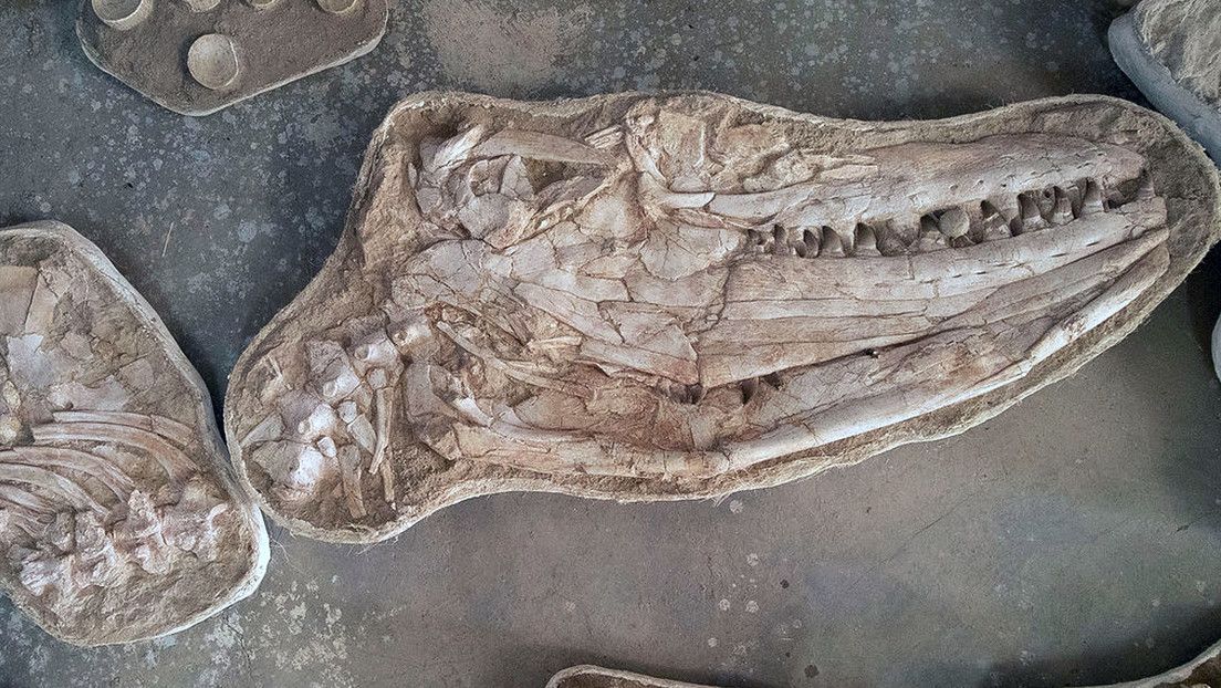 Descubren fósiles de una nueva especie de los dinosaurios que dominaron los océanos hace 66 millones de años