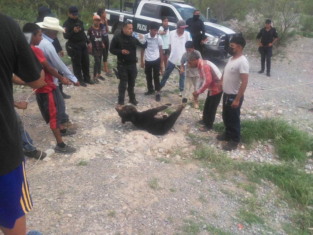 Denuncia PROFEPA a castañenses por cacería de oso.