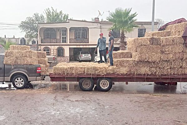 Inicia segunda fase de pacas de sorgo