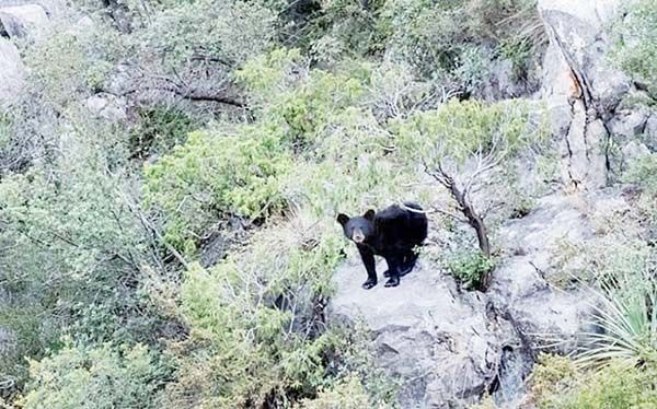 Cuatro Ciénegas tiene gran respeto por la fauna y flora