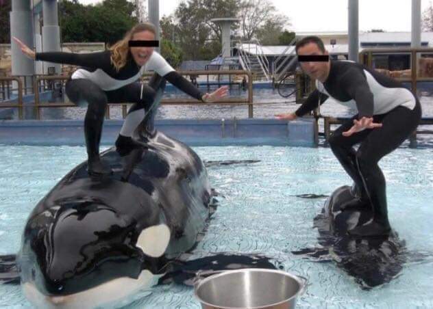 ¡No quiero morir!: El último grito de una entrenadora antes de ser atacada por una orca