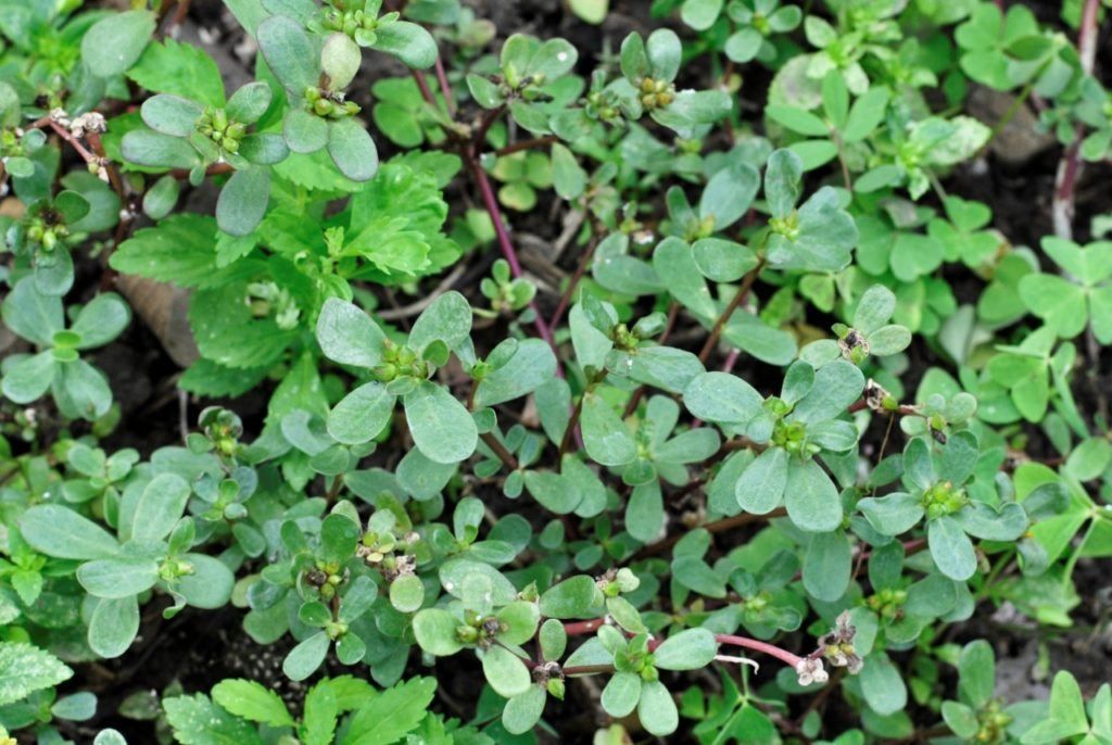 ¿Gastritis? Estas plantas serán tus aliadas para combatirla