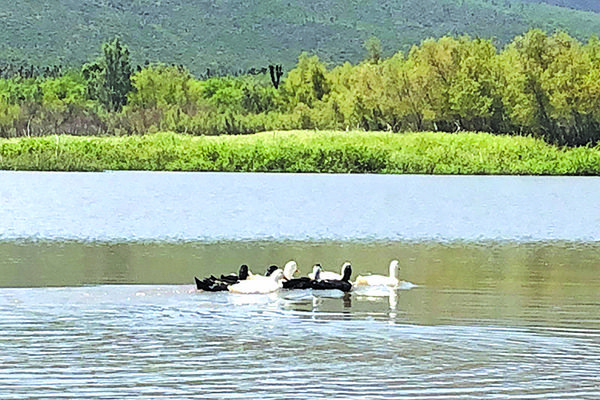 Se resiste a morir presa Palo Blanco