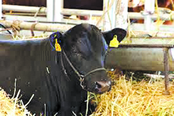 Entrega Estado pacas a ganaderos de Arteaga
