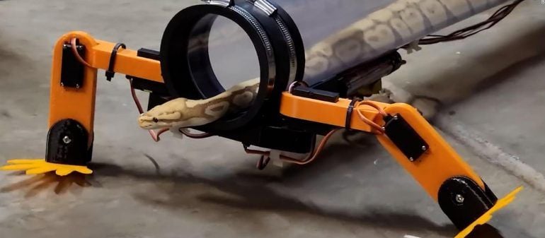 (VIDEO) UN YOUTUBER CONSTRUYÓ UNAS PIERNAS ROBÓTICAS PARA QUE UNA SERPIENTE CAMINARA