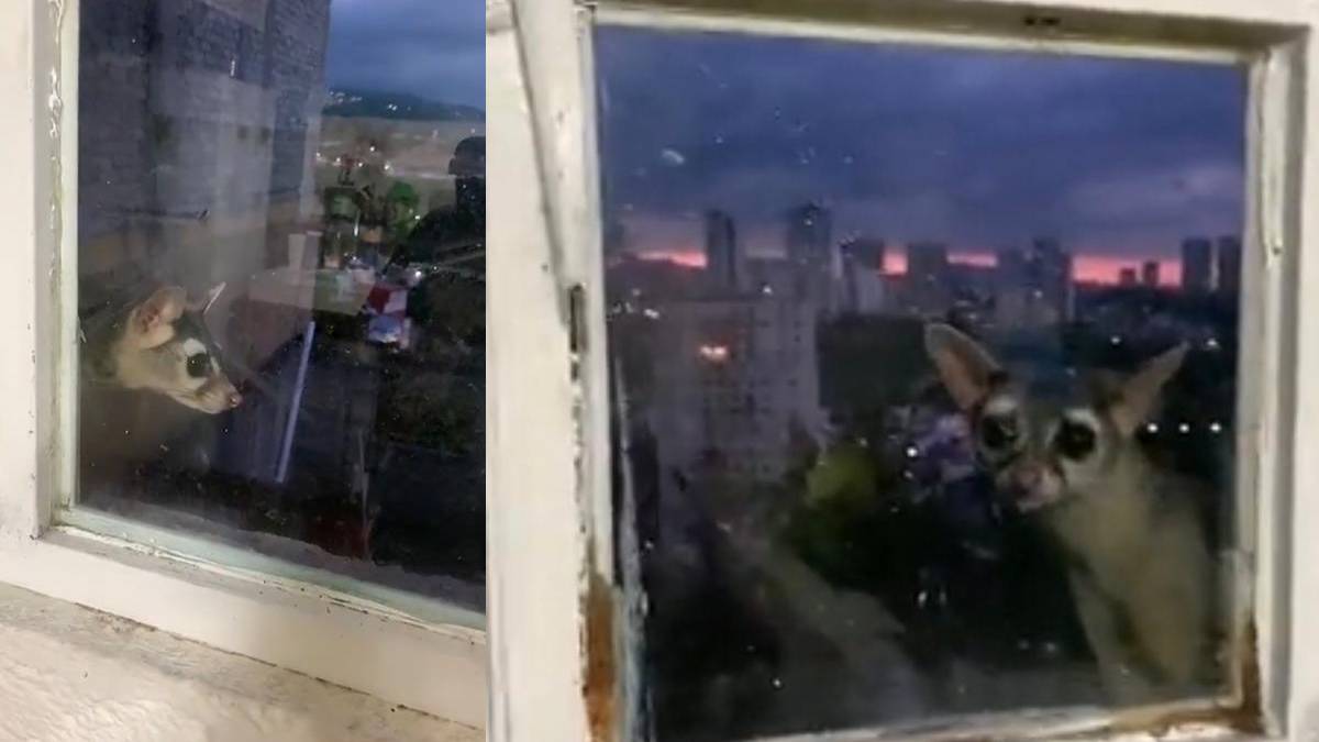 Video: sorprende cacomixtle que va a cenar a departamento en Huixquilucan