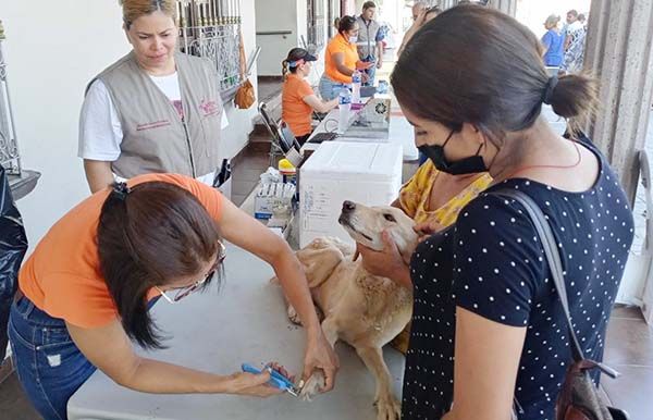 Atienden en campaña más de 165 mascotas