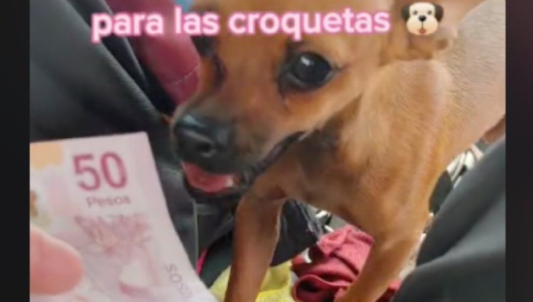 Perrita chihuahua «ruletea» junto a taxista, ya hasta aprendió a cobrar | VIDEO