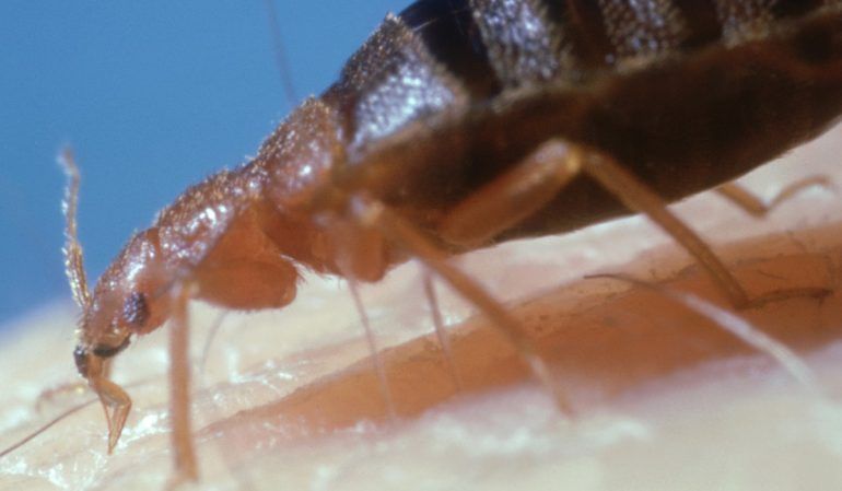 POR QUÉ SE FORMAN CHINCHES EN TU CAMA Y CÓMO LAS PUEDES COMBATIR