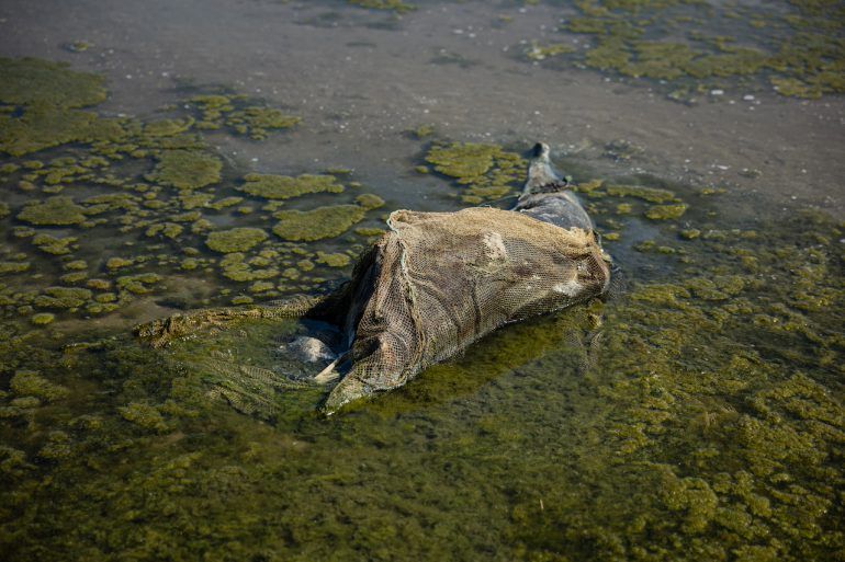 El aumento de la muerte de delfines en el mar Negro, efecto de la incursión rusa en Ucrania