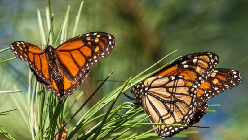 Mariposa Monarca es clasificada como especie «en peligro» de extinción