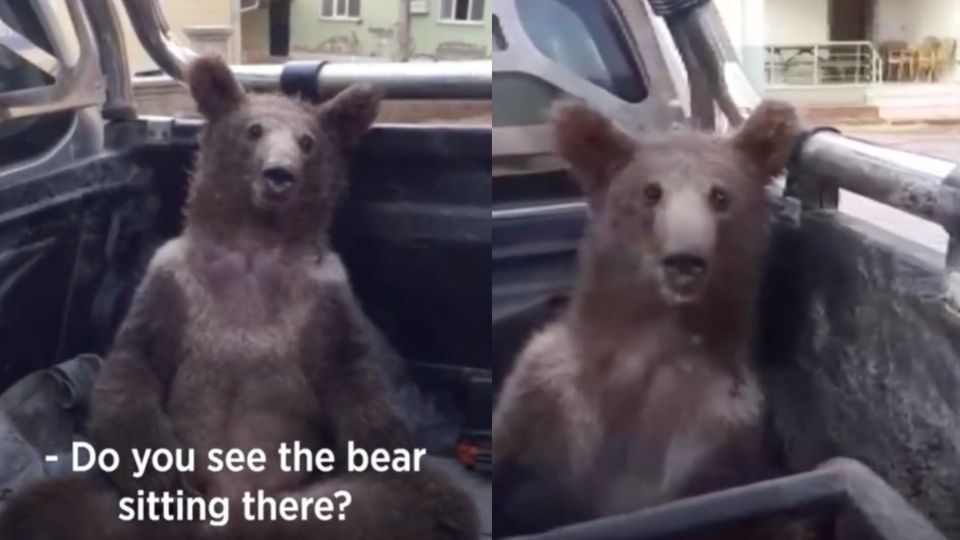 Atrapan a oso «borracho» y lo llevan de emergencia al veterinario: VIDEO