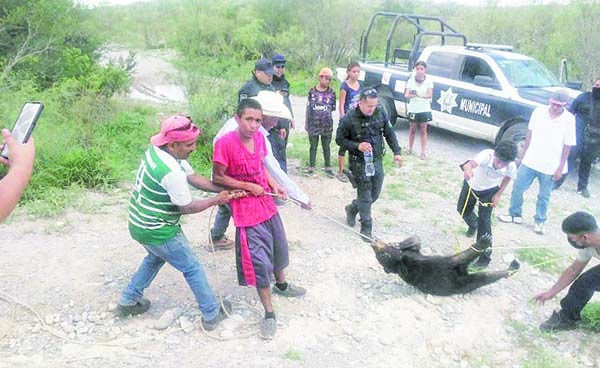 Matan vecinos a cachorro de oso
