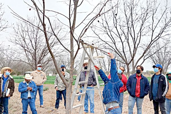 Plantación de nogal; es favorita de productores