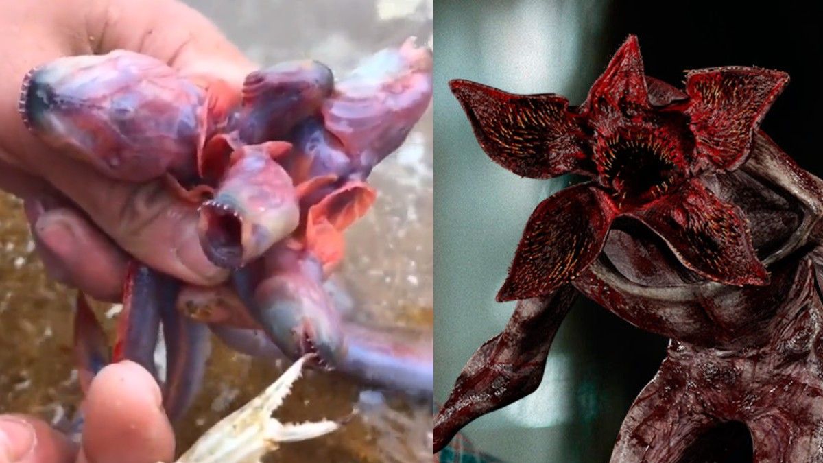 Éste es el pez que se parece al Demogorgon de “Stranger Things”
