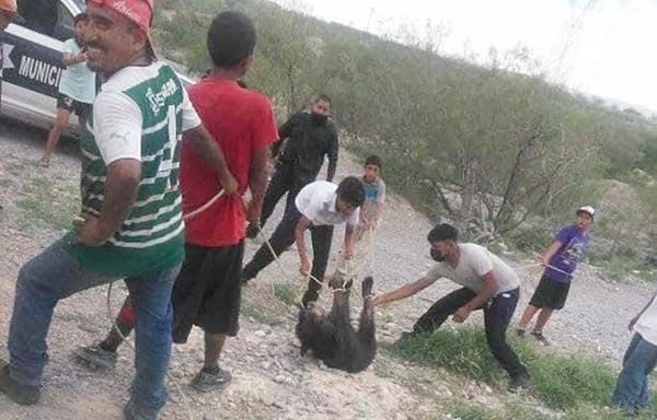 Reprueba SMA muerte de osezno en Castaños