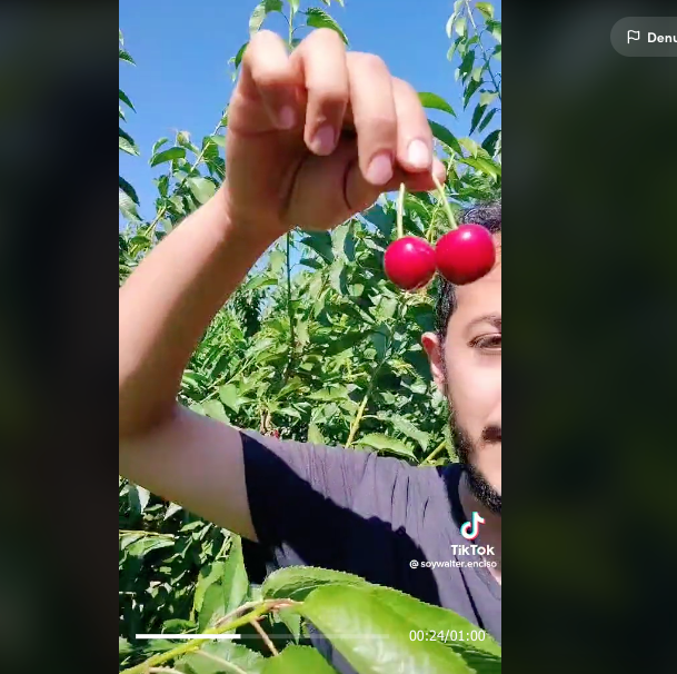 Mexicano muestra cuánto gana como recolector de cerezas en Canadá