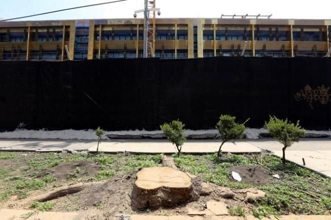 Prepara Embajada derribo de 36 árboles más
