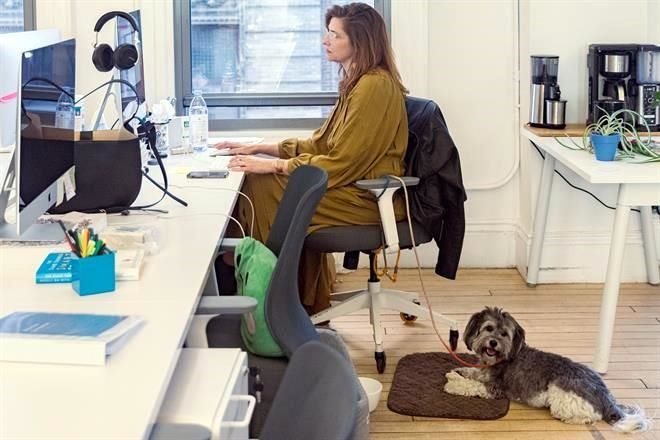 ¿Ir a la oficina con tu perro? En Japón sí se puede