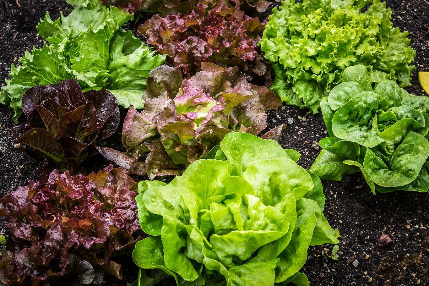 La lechuga puede absorber nanoplásticos y pasarlos a la red alimentaria
