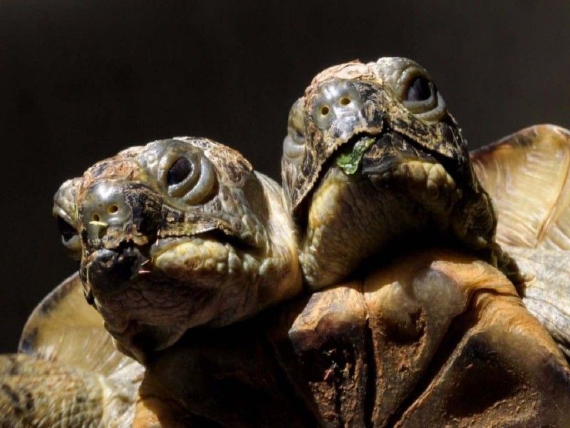 Doble celebración: Janus, la tortuga de dos cabezas, cumple 25 años