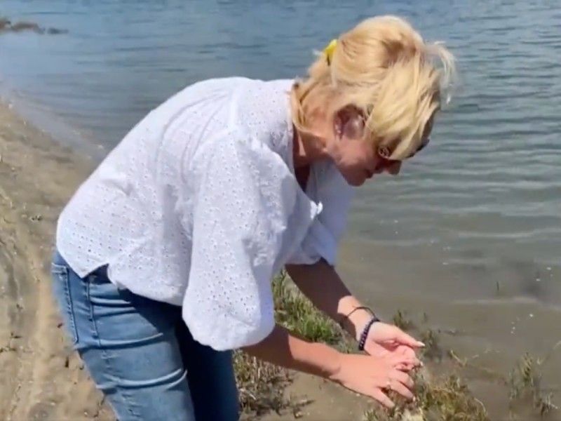 Bañistas se topan con raros insectos ‘que comen carne’