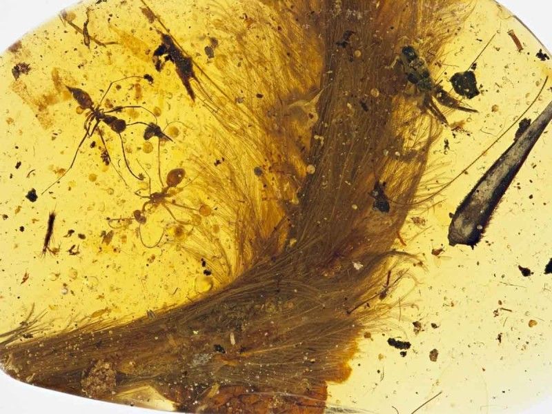 ¡Fósil de película!; hallan cola emplumada de dinosaurio preservada en ámbar