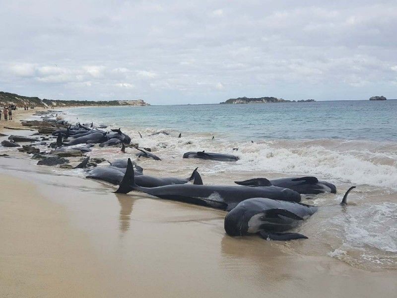 ¿Por qué se encallan las ballenas en la playa?