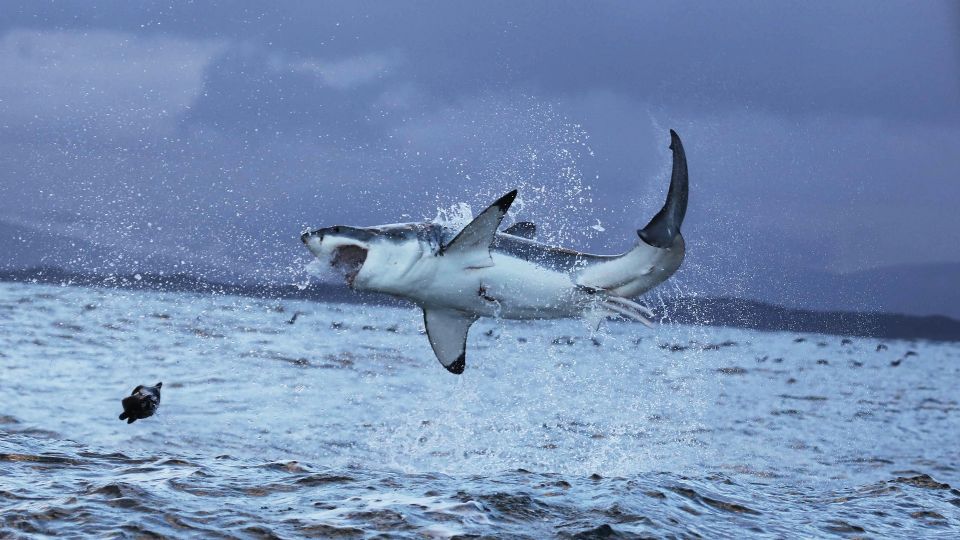 Tiburón salta a un barco y genera un gran susto (VIDEO)