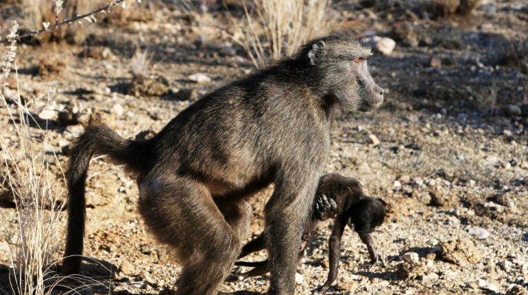 LA MISTERIOSA RAZÓN POR LA QUE ALGUNOS PRIMATES SIGUEN CUIDANDO EL CUERPO DE SU CRÍA MUERTA