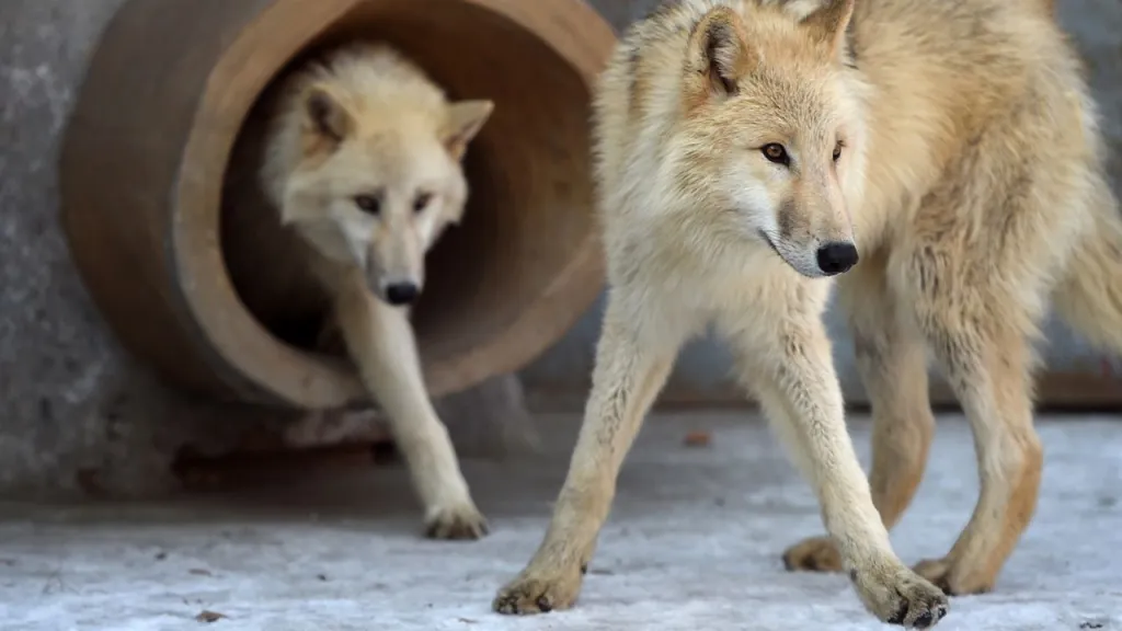 Investigadores chinos clonan un lobo ártico en un esfuerzo de conservación «histórico»