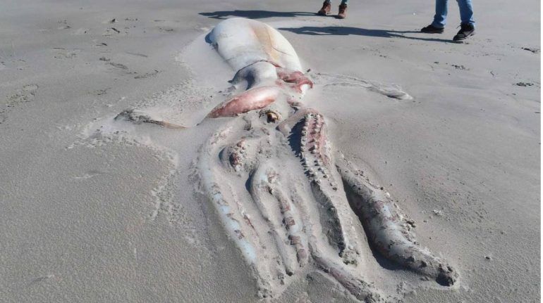 APARECE EL CADÁVER SEMIDEVORADO DE UN CALAMAR GIGANTE EN PLAYA DE NUEVA ZELANDA