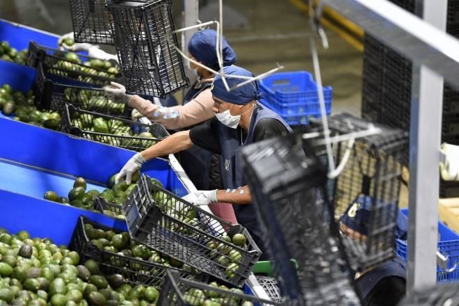 Pide EU investigar importación de frutas mexicanas