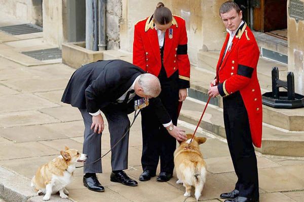 Los corgis presentes en el funeral