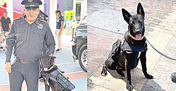 Shelby: de la calle a elemento del K9