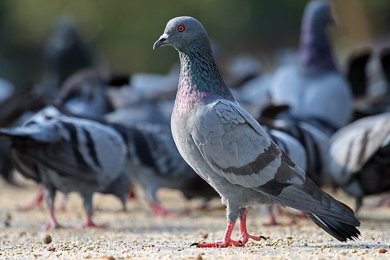 ¿Las palomas son un riesgo para la salud y el ambiente? Un experto de la UNAM responde