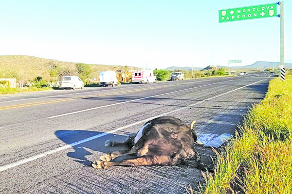 Choca contra vaca en  carretera a Monclova