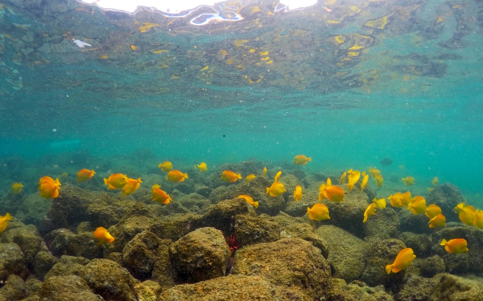 Olas de calor marinas: qué son y cómo afectan a la biodiversidad