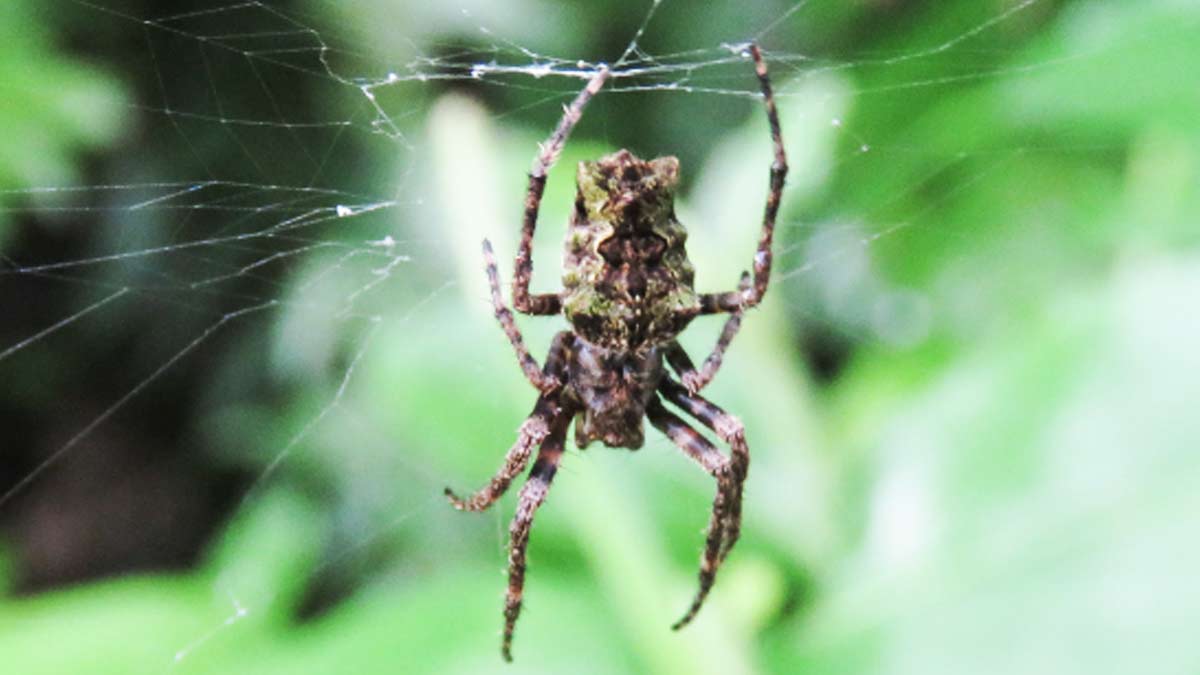 Araña tejedora, el animal que crea telarañas tan fuertes como el acero