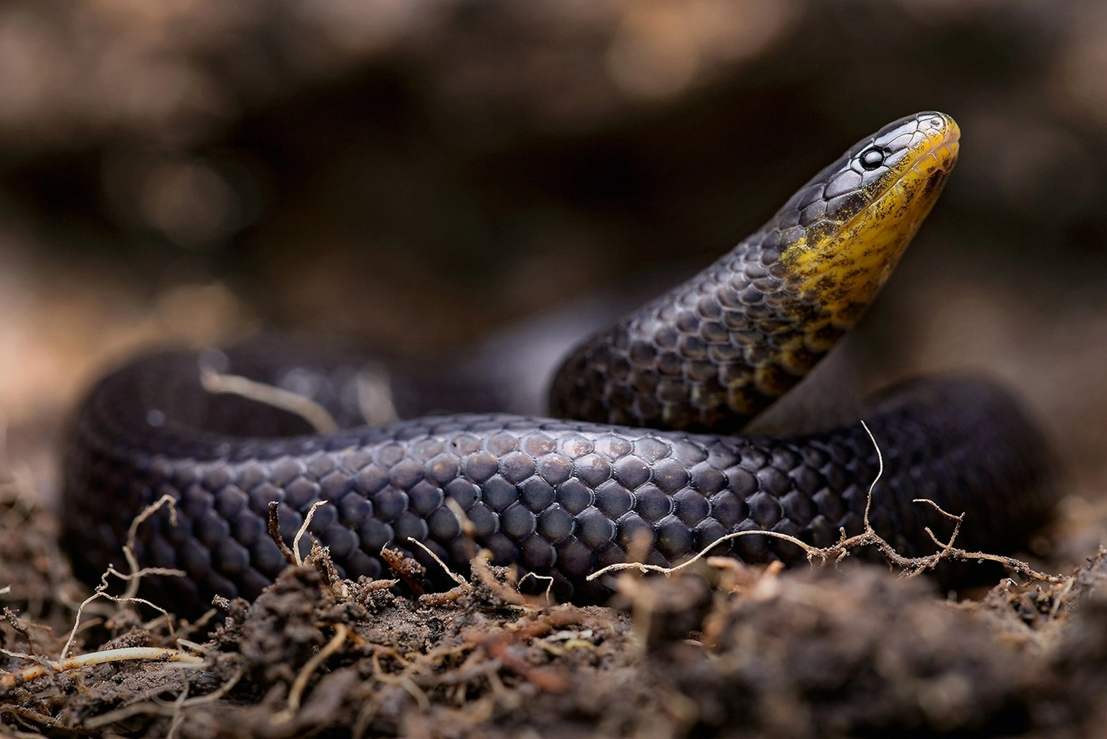 Descubren tres nuevas especies de serpientes en cementerios de Ecuador