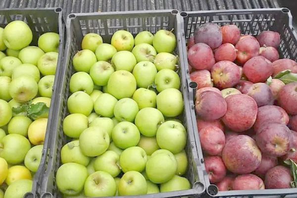 Busca Arteaga exportar manzana a EU en 2023