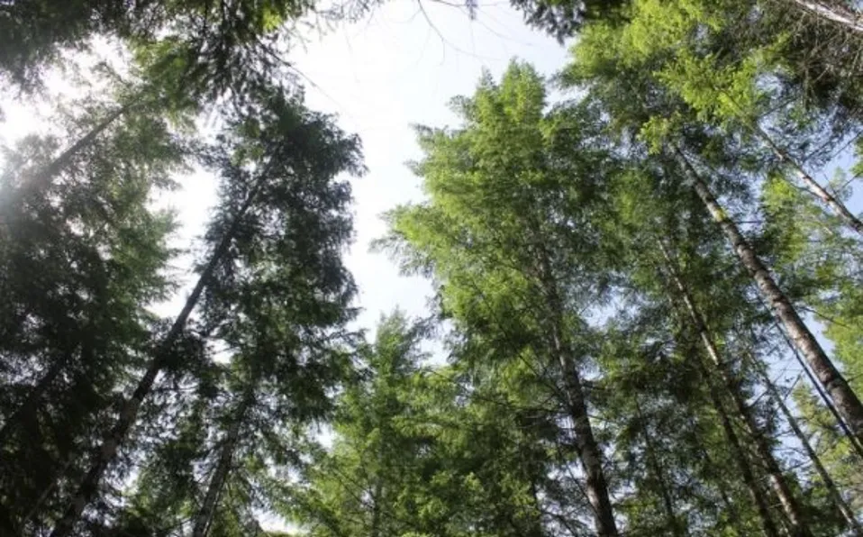Clima más cálido y seco comprometerá la fotosíntesis: «hojas no son capaces de enfriarse»