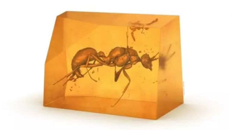 IDENTIFICAN UNA ESPECIE DE HORMIGA EXTINTA Y DESCONOCIDA, ATRAPADA EN ÁMBAR