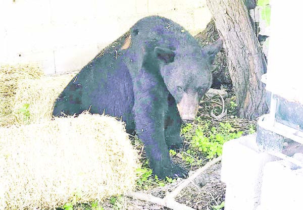 Capturan a Oso; rondaba en la plaza