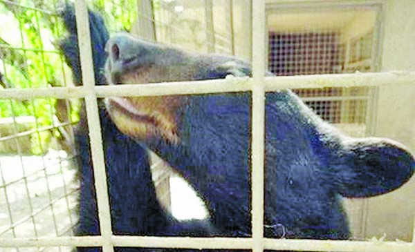 Cambiará zoológico oso por canguro
