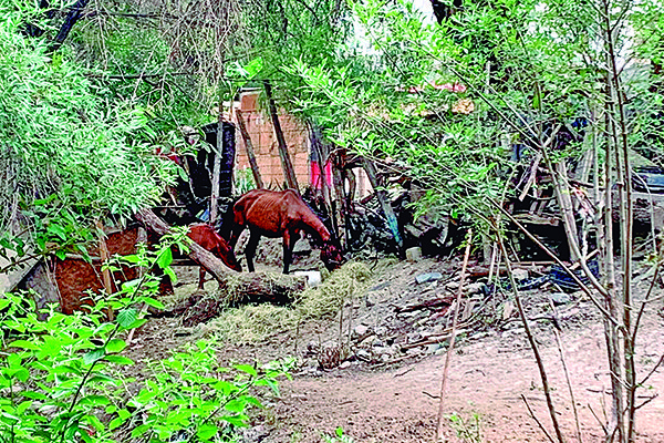 Viven vecinos entre animales de granja