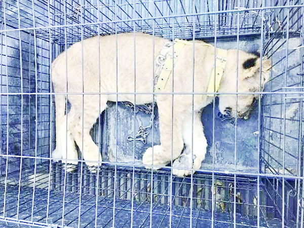 Trasladaban a cachorro de león; son detenidos